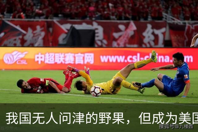 我国无人问津的野果，但成为美国人的心头宝，60元1斤供不应求？